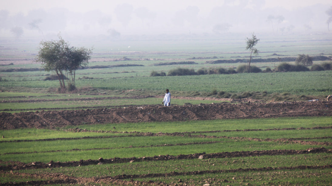 Recently re-sown paddy fields in Sindh, Pakistan. December 2010.