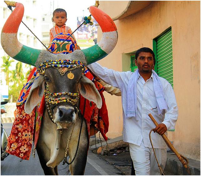 Bull_decorated_in_Hyderabad,_India